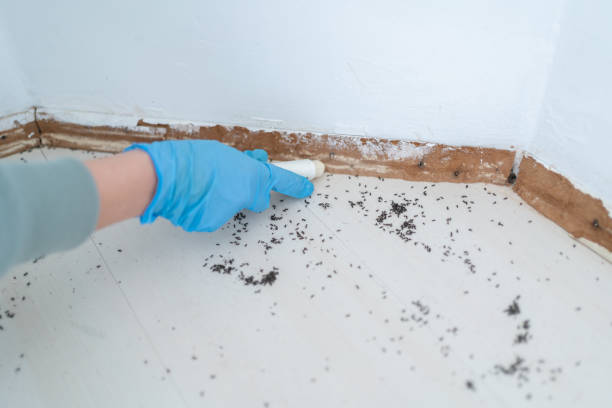 Best Residential Pest Control  in Umatilla, FL